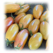 1 Pound Prairie Blush Tomatoes